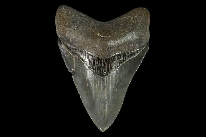 Serrated, Fossil Megalodon Tooth - South Carolina #129436